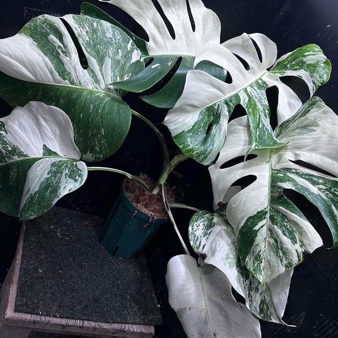 K*a様 斑入りモンステラ ホワイトタイガー極美大株54cm白斑多