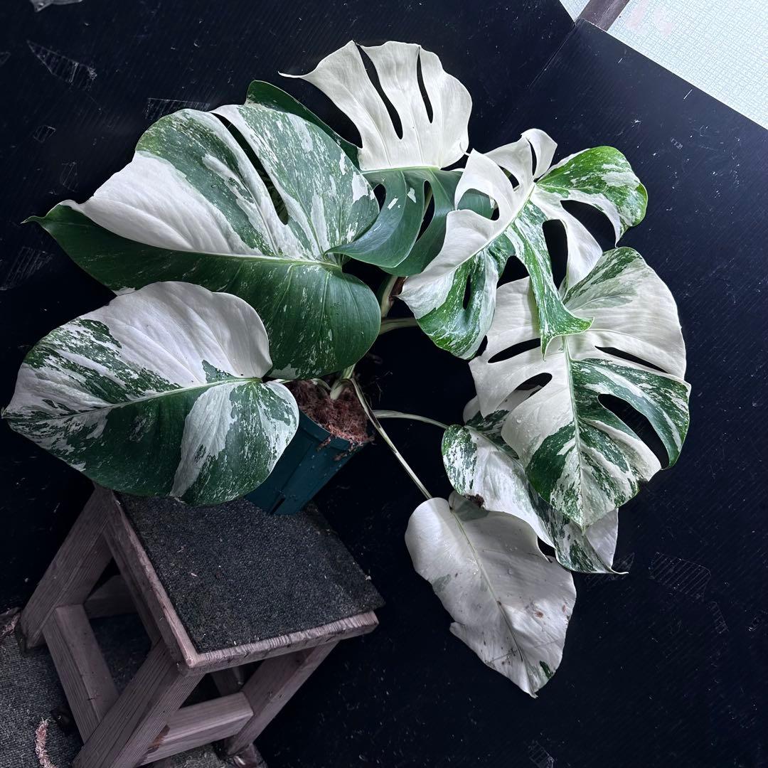 K*a様 斑入りモンステラ ホワイトタイガー極美大株54cm白斑多