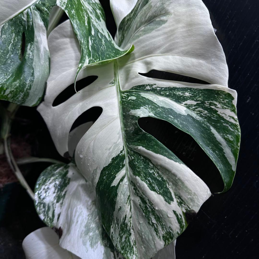 K*a様 斑入りモンステラ ホワイトタイガー極美大株54cm白斑多