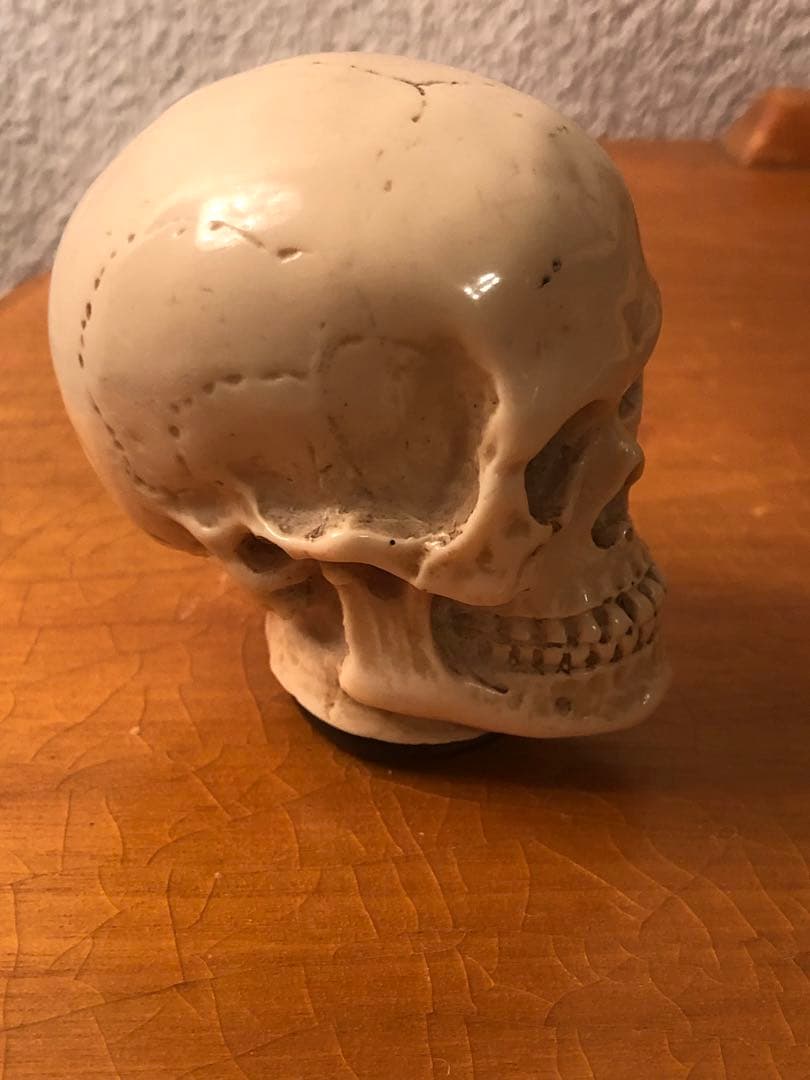 ビンテージ　スカル　髑髏　骸骨　ネイバーフッド　ミッドセンチュリー レトロ