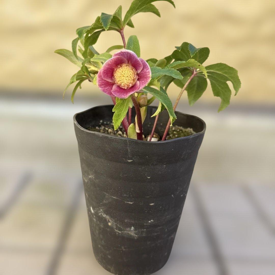 広瀬園芸　クリスマスローズ　開花株　匿名発送 ピンクオーレアセミダブル　小輪