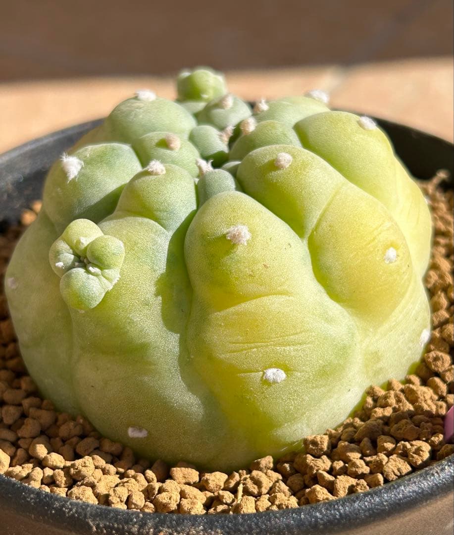 ニコチュー　ロフォフォラ　疣銀冠玉錦　超美株