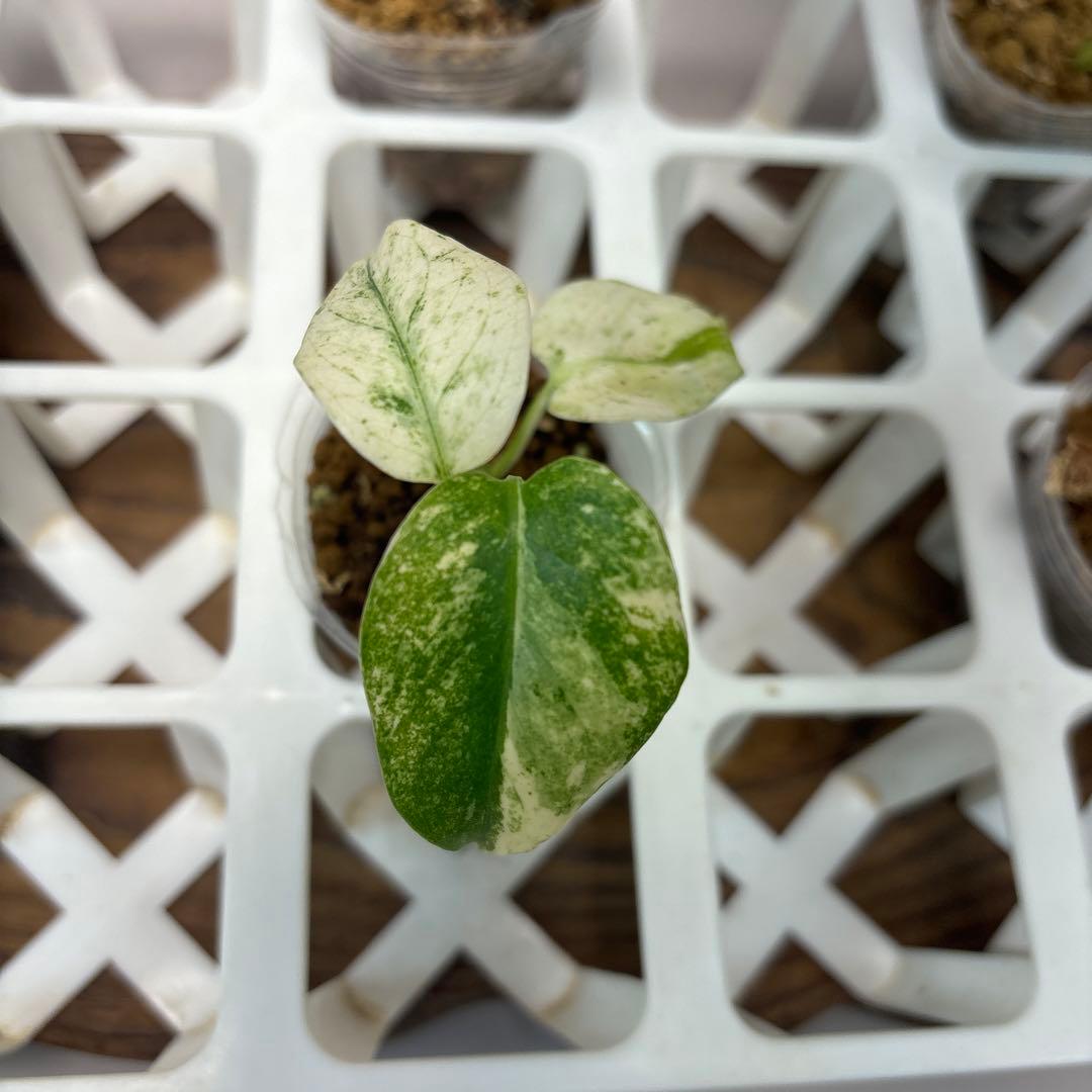 桃*郎様 5株セットms72【特別選抜】ホワイトモンスター／天津蘭 モンステラ斑