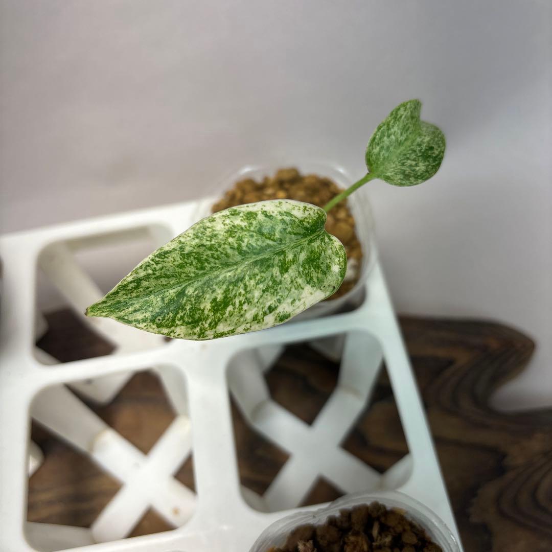 桃*郎様 5株セットms72【特別選抜】ホワイトモンスター／天津蘭 モンステラ斑