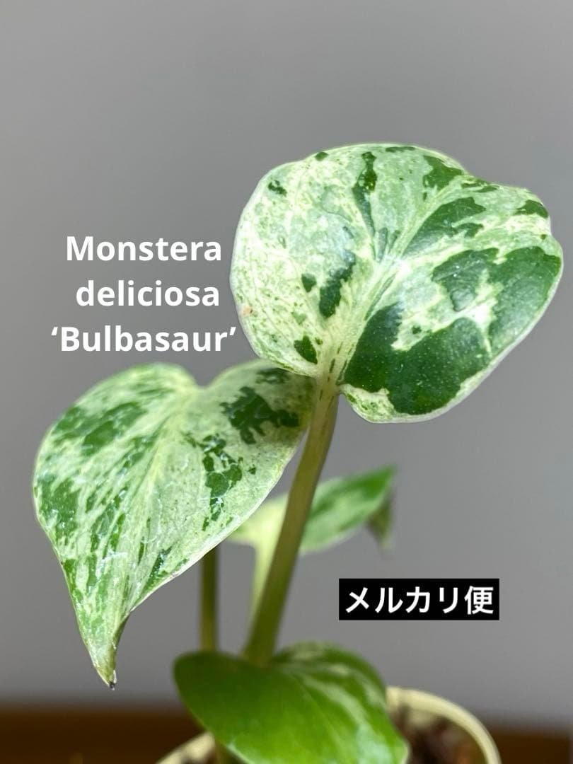み*ん様 【将来有望株‼️】モンステラ　デリシオーサ　バルバソー　フシギダネ/ベ