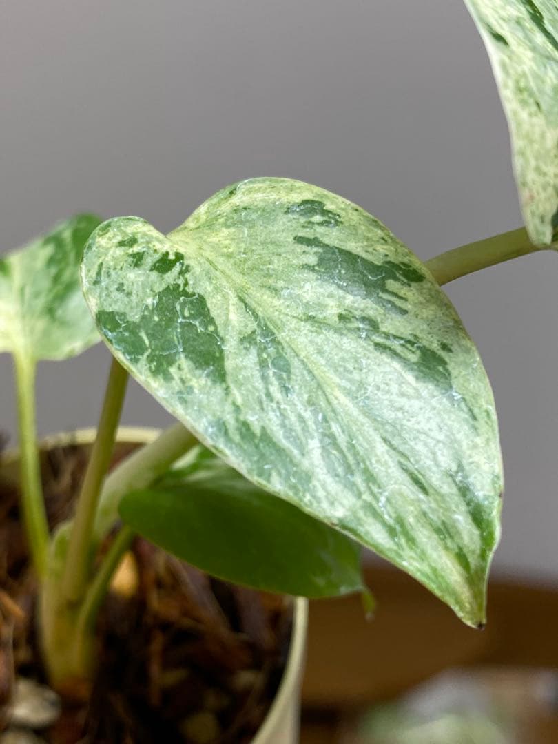 み*ん様 【将来有望株‼️】モンステラ　デリシオーサ　バルバソー　フシギダネ/ベ