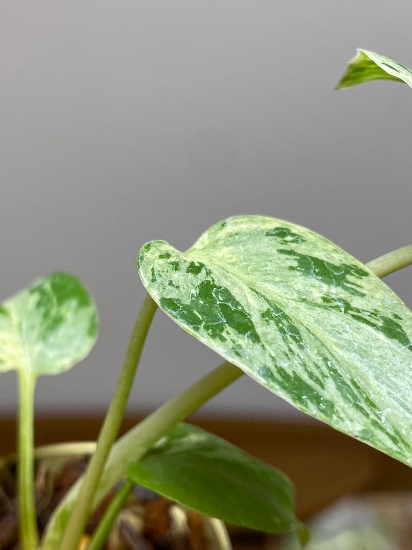 み*ん様 【将来有望株‼️】モンステラ　デリシオーサ　バルバソー　フシギダネ/ベ