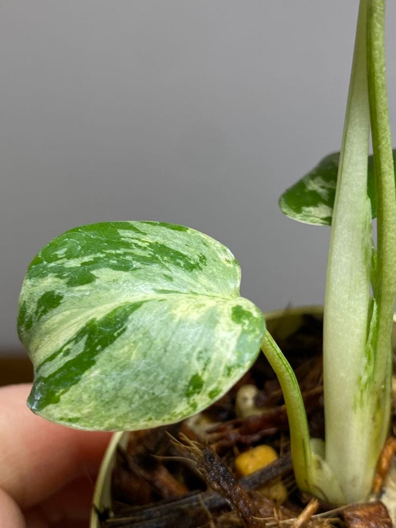 み*ん様 【将来有望株‼️】モンステラ　デリシオーサ　バルバソー　フシギダネ/ベ