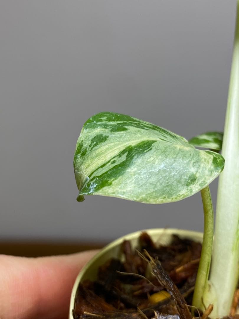 み*ん様 【将来有望株‼️】モンステラ　デリシオーサ　バルバソー　フシギダネ/ベ