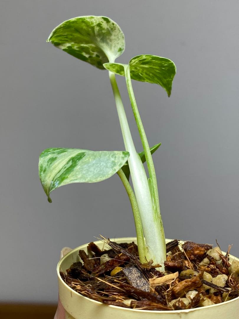 み*ん様 【将来有望株‼️】モンステラ　デリシオーサ　バルバソー　フシギダネ/ベ