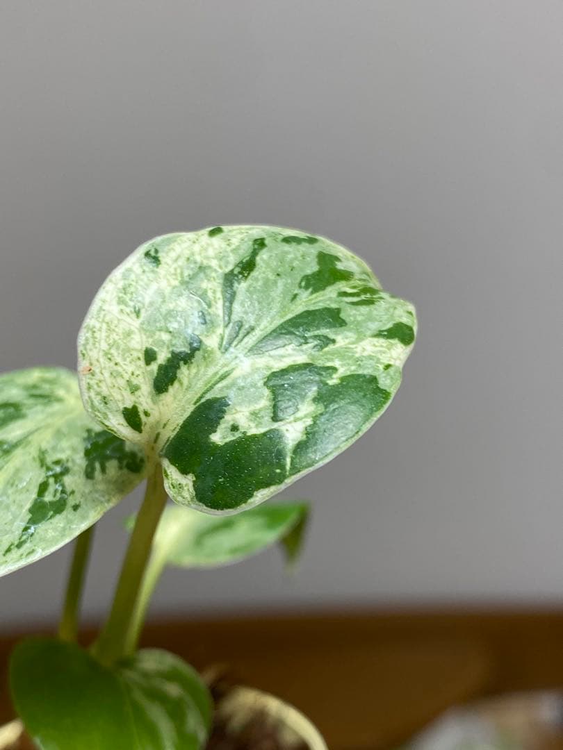 み*ん様 【将来有望株‼️】モンステラ　デリシオーサ　バルバソー　フシギダネ/ベ