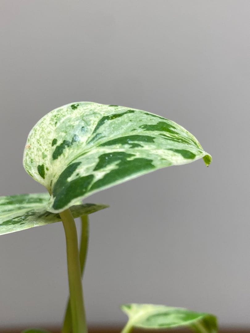 み*ん様 【将来有望株‼️】モンステラ　デリシオーサ　バルバソー　フシギダネ/ベ