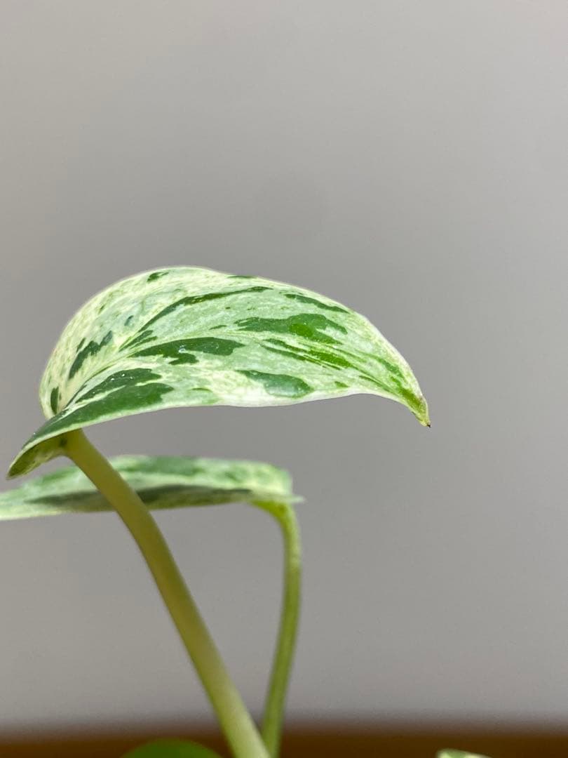 み*ん様 【将来有望株‼️】モンステラ　デリシオーサ　バルバソー　フシギダネ/ベ