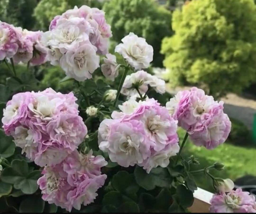 超新品アイビーゼラニウム苗