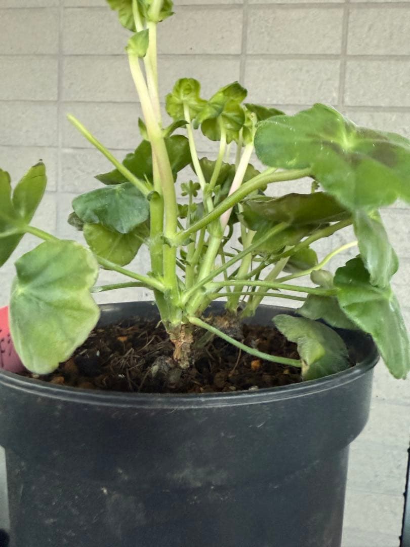 超新品アイビーゼラニウム苗