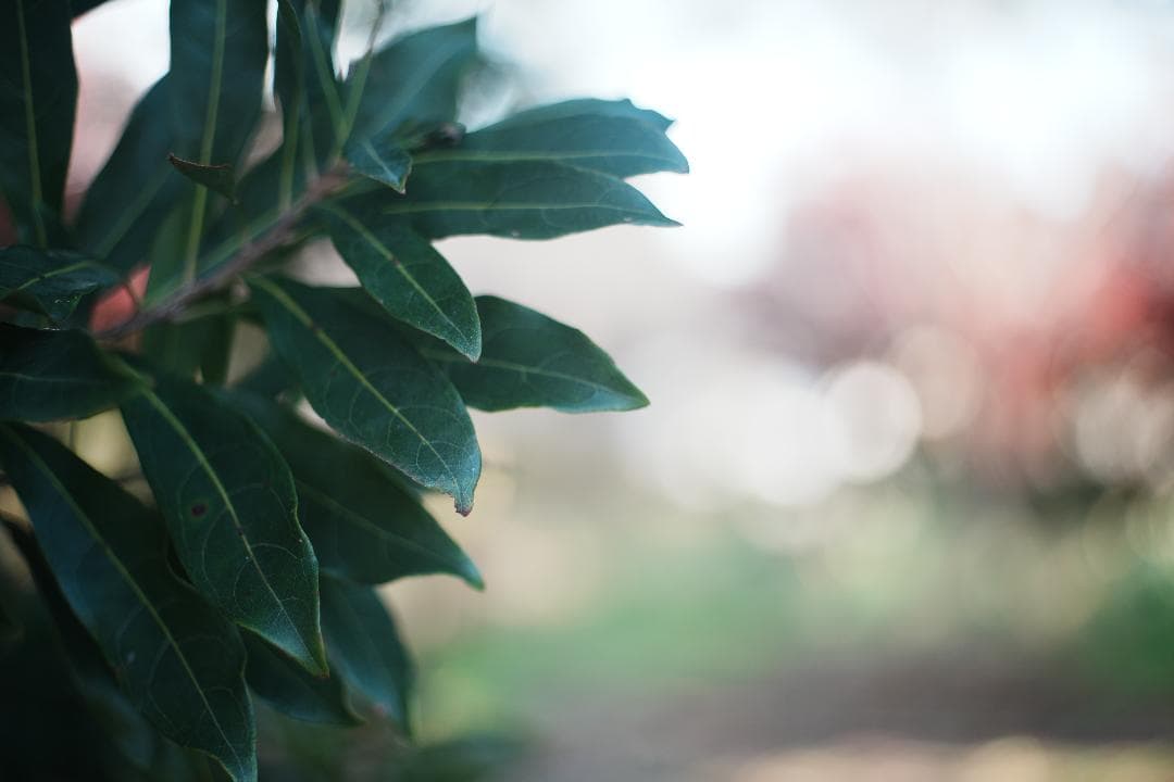 【この値段でライカ級】富岡光学製 XR RIKENON 50mm F2 835