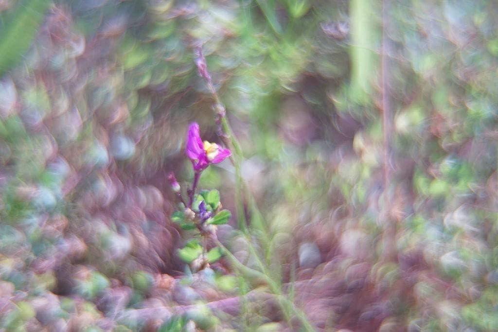 bokeh撮影専用】MC ZENITAR-M2s 50mm/f2 M42マウント