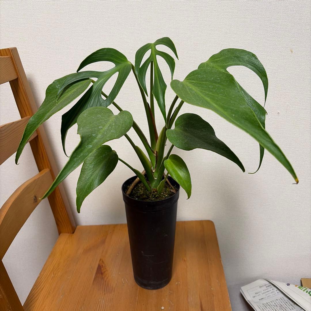 ＊モンステラ　バールマルクスフレーム　4号＊