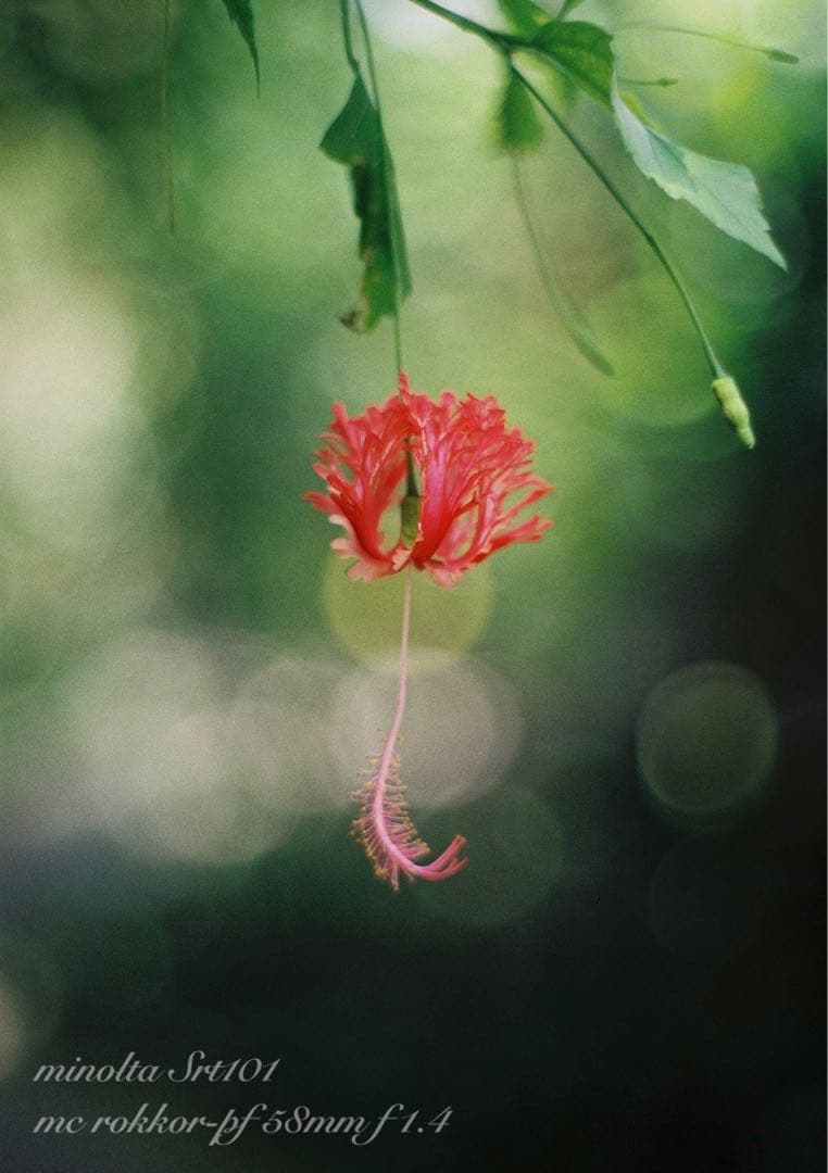 ★ミノルタsrt101★ロッコールf1.4 ★完動品＊美品＊初期保証＊作例多数