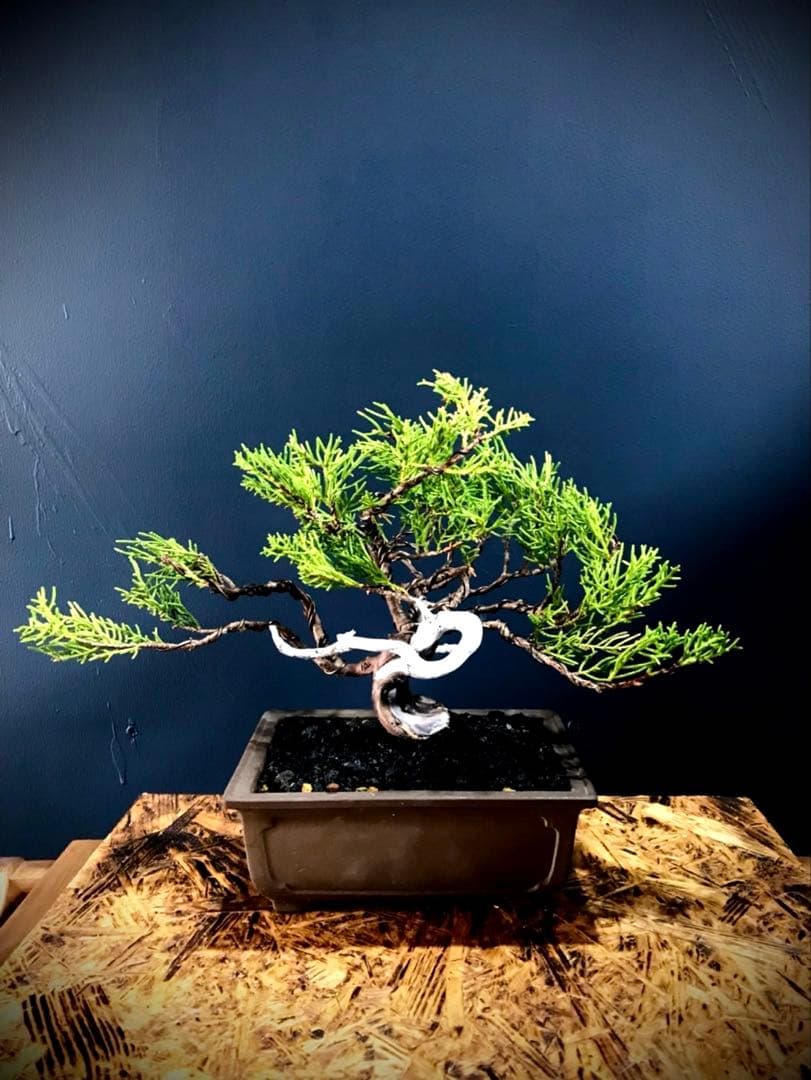 糸魚川真柏盆栽 小品盆栽