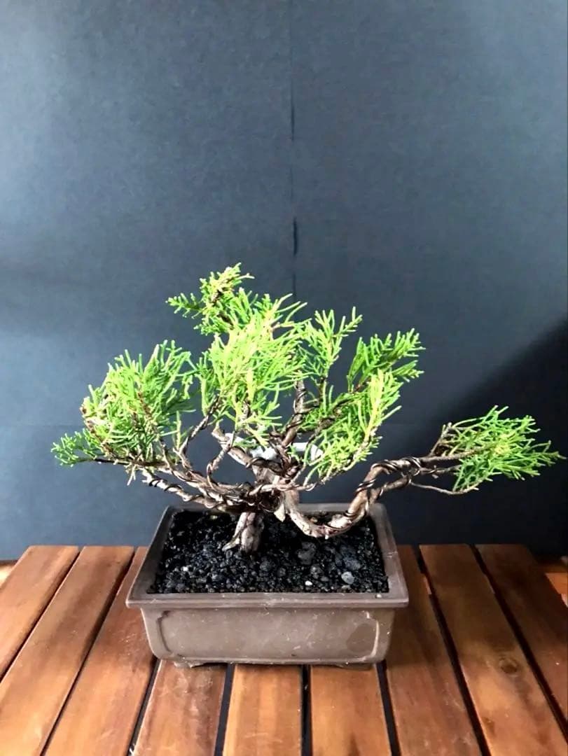 糸魚川真柏盆栽 小品盆栽