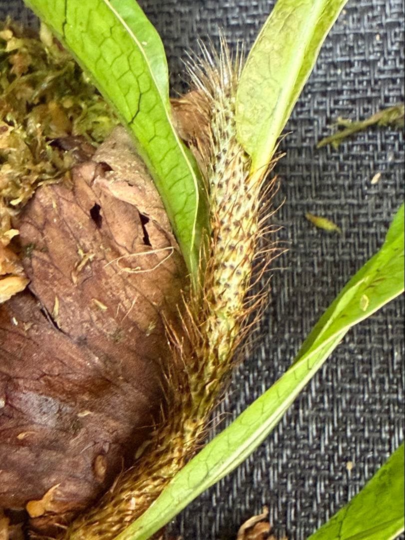 M*l様 14日まで！ ⭐︎ドリナリア インボルタ　ボルネオ・サラワク州産　株分