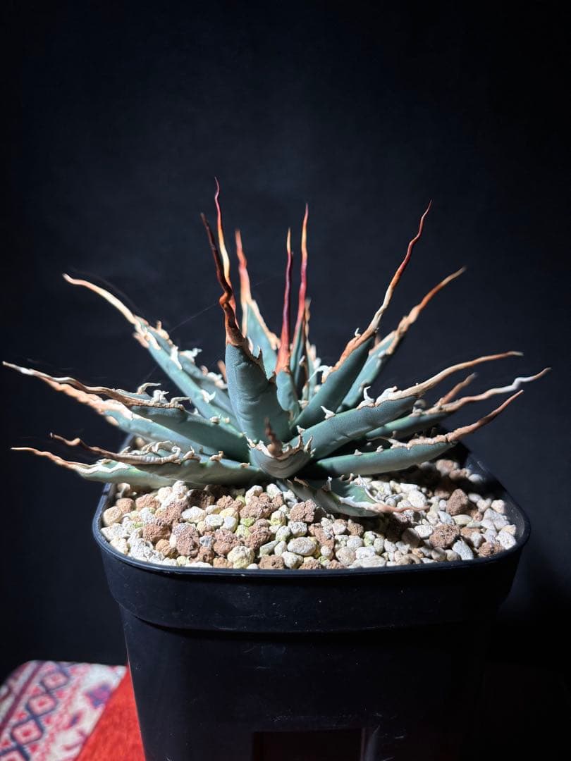 孝*典様 アガベ ユタエンシス　エボリスピナ　妖炎