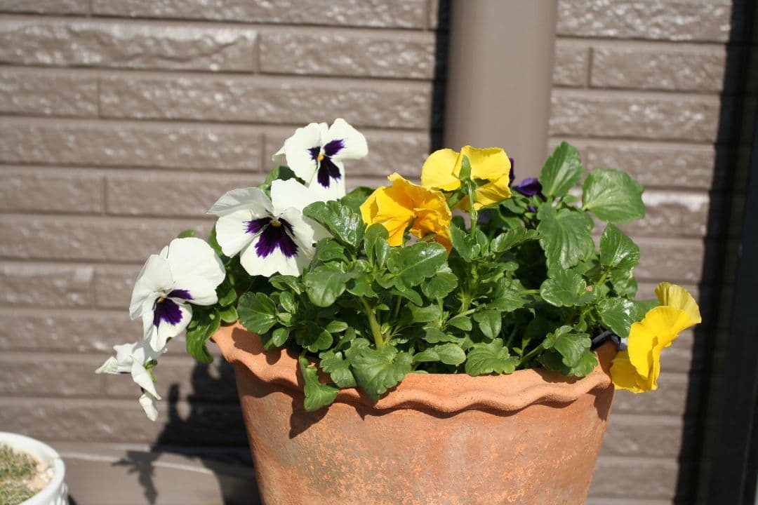 は*つ様 Canon EF 17-40mm f/4L USM レンズ