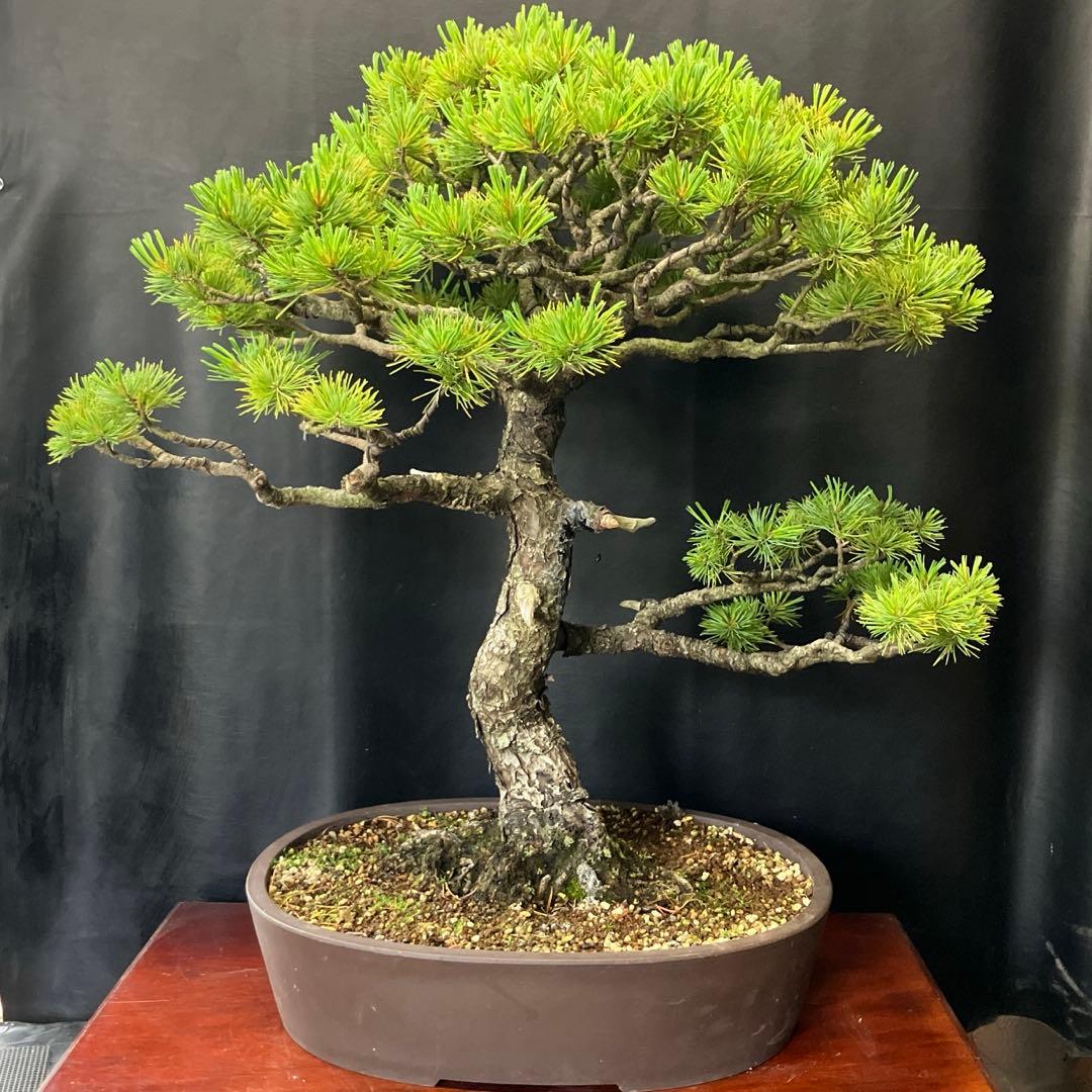 五葉松 盆栽