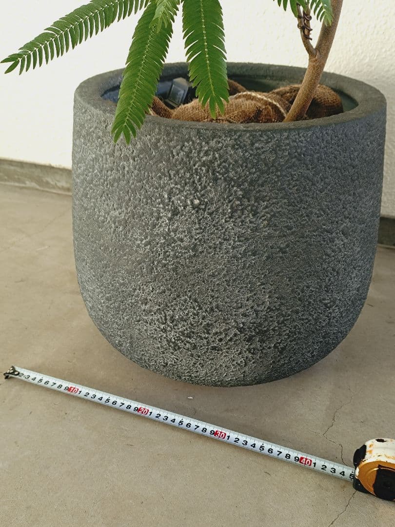 【高級鉢カバー付き】大型エバーフレッシュ　観葉植物　引き取り可能　曲がり