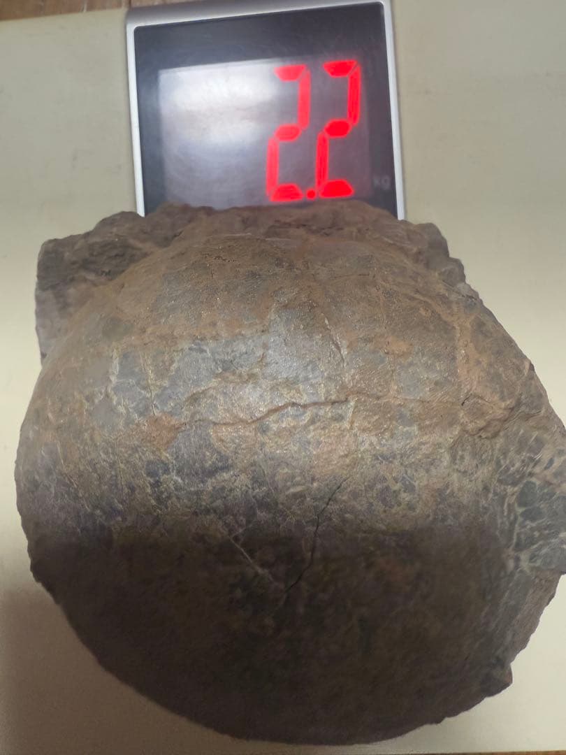 化石 恐竜卵ハドロサウルス 推定