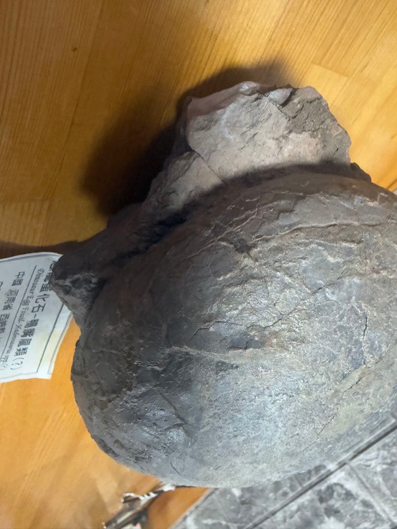 化石 恐竜卵ハドロサウルス 推定