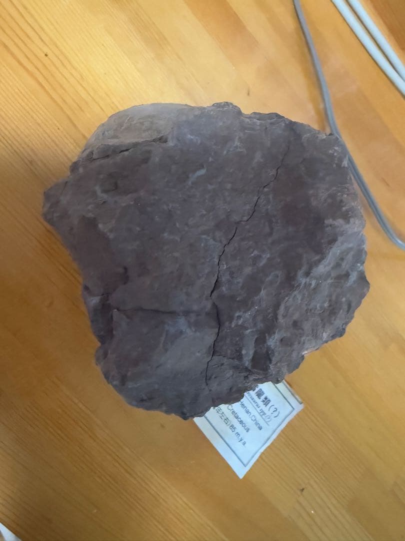 化石 恐竜卵ハドロサウルス 推定