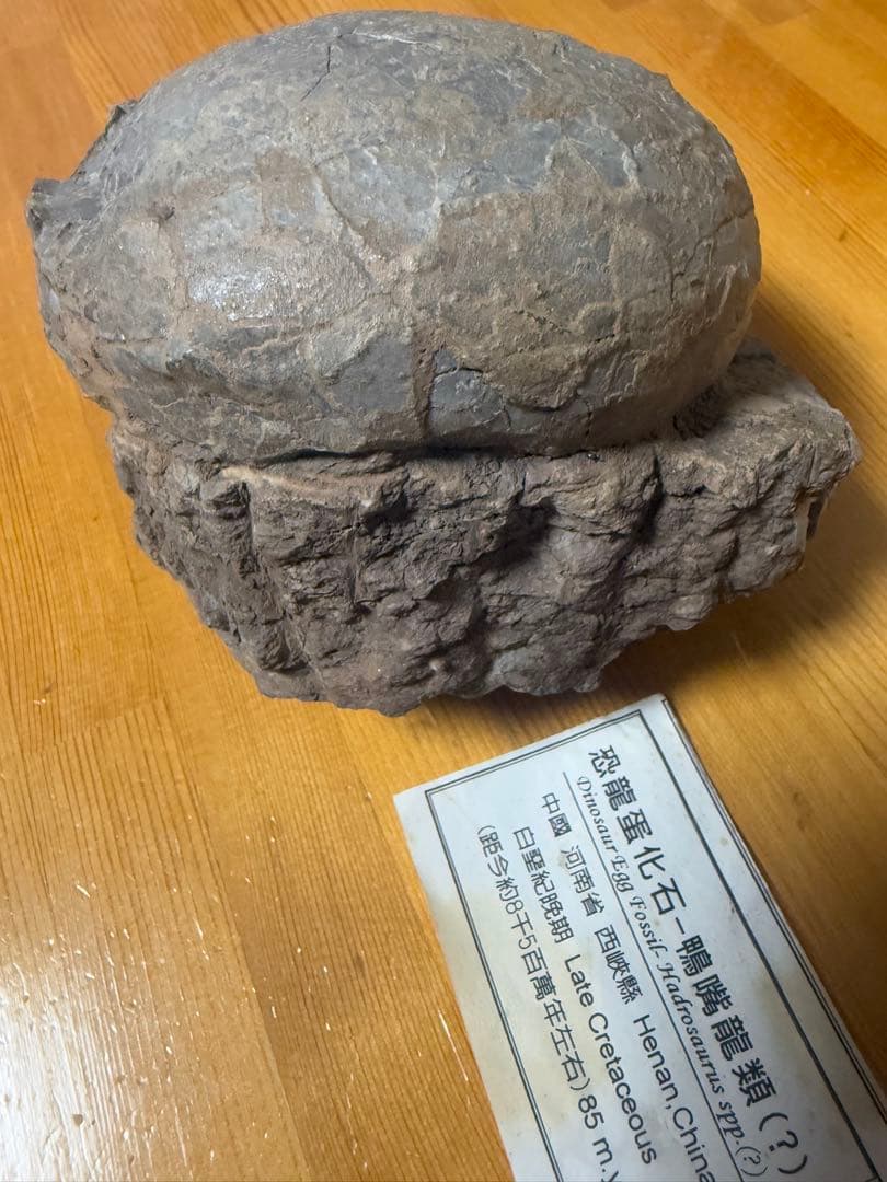 化石 恐竜卵ハドロサウルス 推定