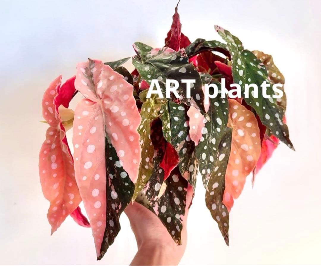 ベゴニア マクラータ 斑入り発根済み