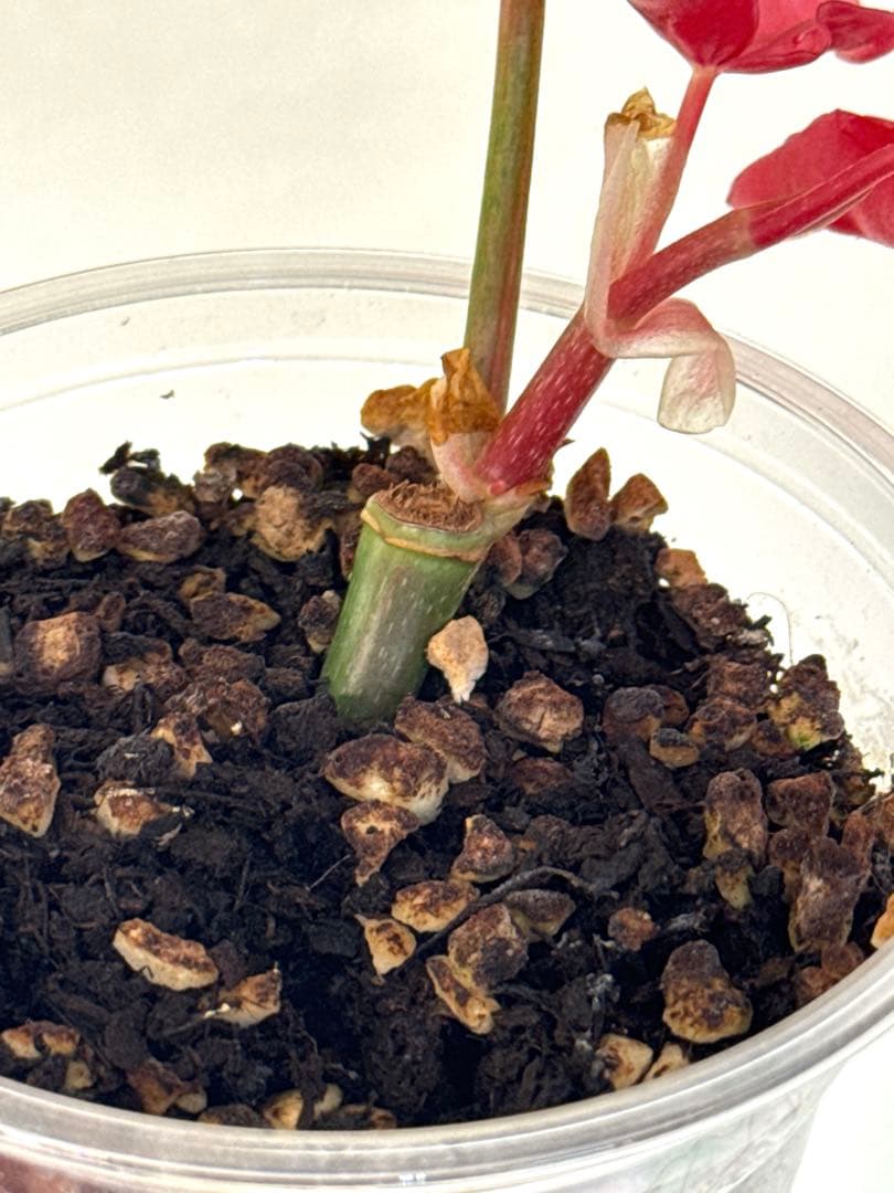 ベゴニア マクラータ 斑入り発根済み