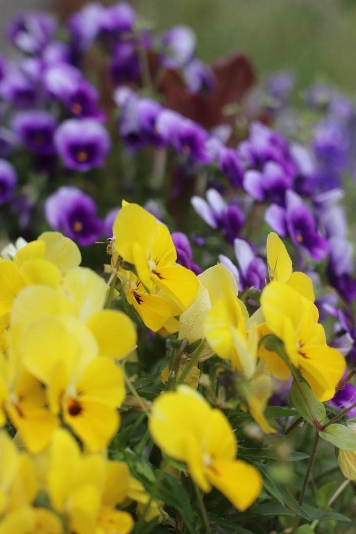 WiFi機能搭載☆Canon Kiss X9i トリプルセット☆高スペックカメラ