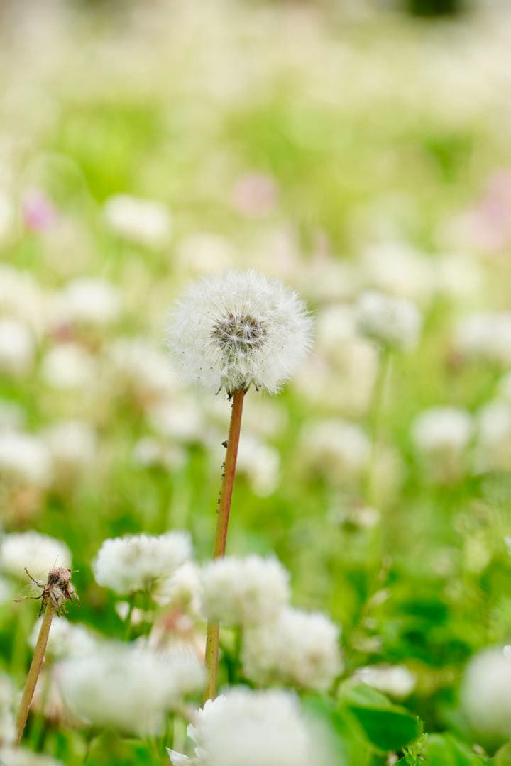 SONY E 4.5-6.3/55-210 OSS ズームレンズSEL55210