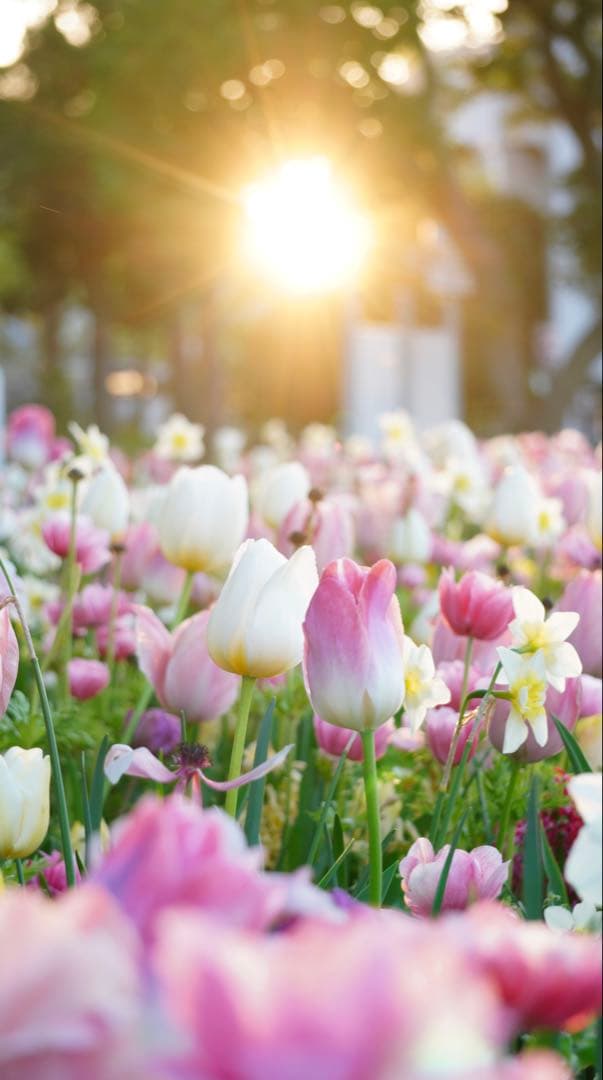 SONY E 4.5-6.3/55-210 OSS ズームレンズSEL55210