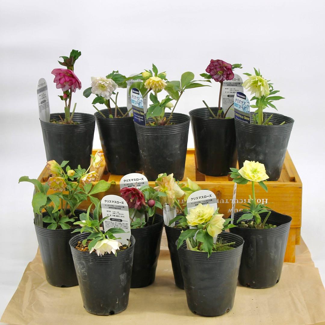 八重咲きクリスマスローズ　11ポットセット