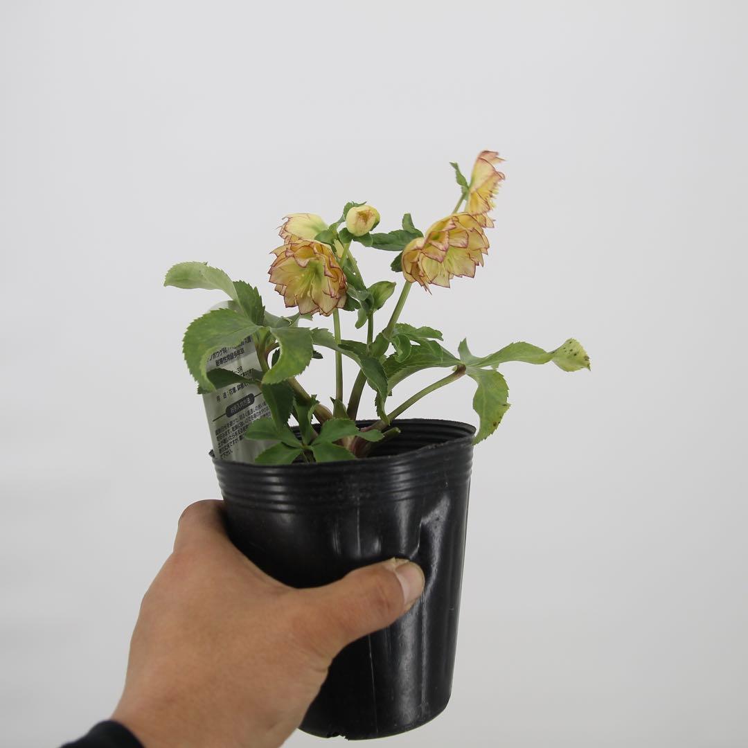 八重咲きクリスマスローズ　11ポットセット