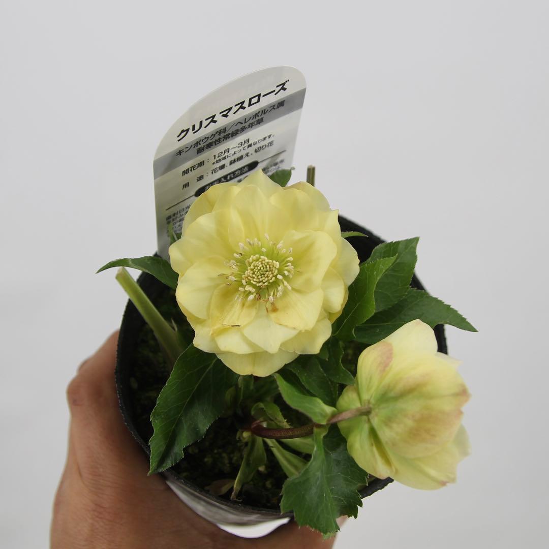 八重咲きクリスマスローズ　11ポットセット