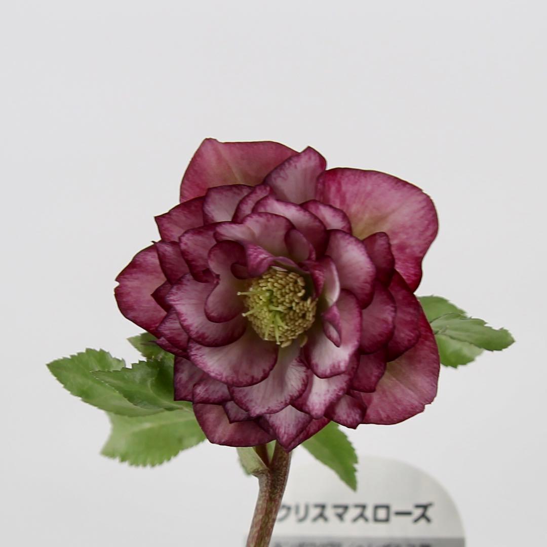 八重咲きクリスマスローズ　11ポットセット