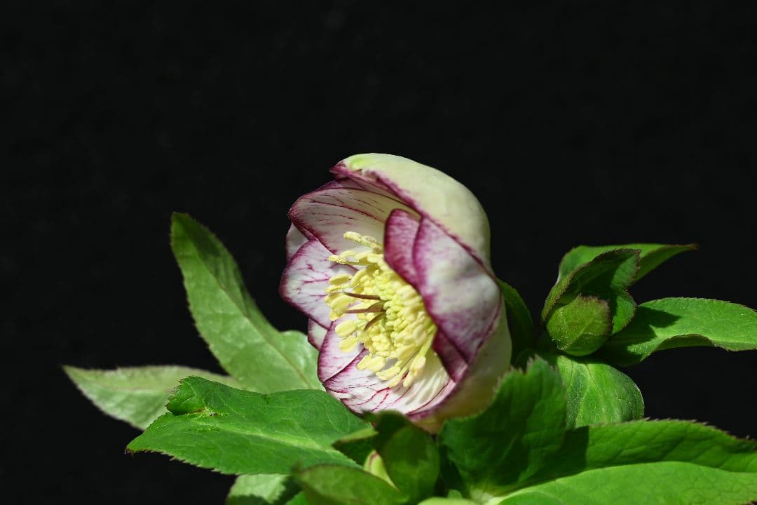 クリスマスローズ　認定毬姫プリマヴェーラ　加藤農園