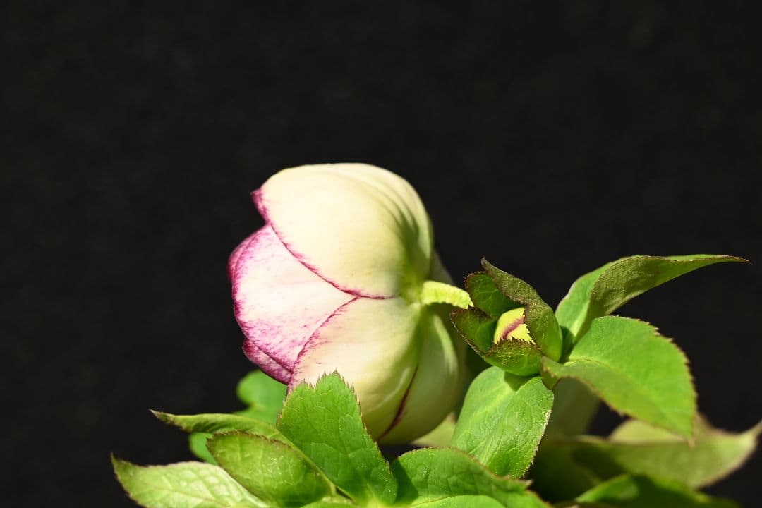 クリスマスローズ　認定毬姫プリマヴェーラ　加藤農園