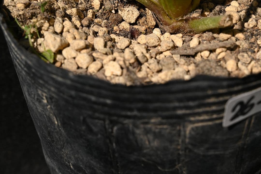 クリスマスローズ　認定毬姫プリマヴェーラ　加藤農園