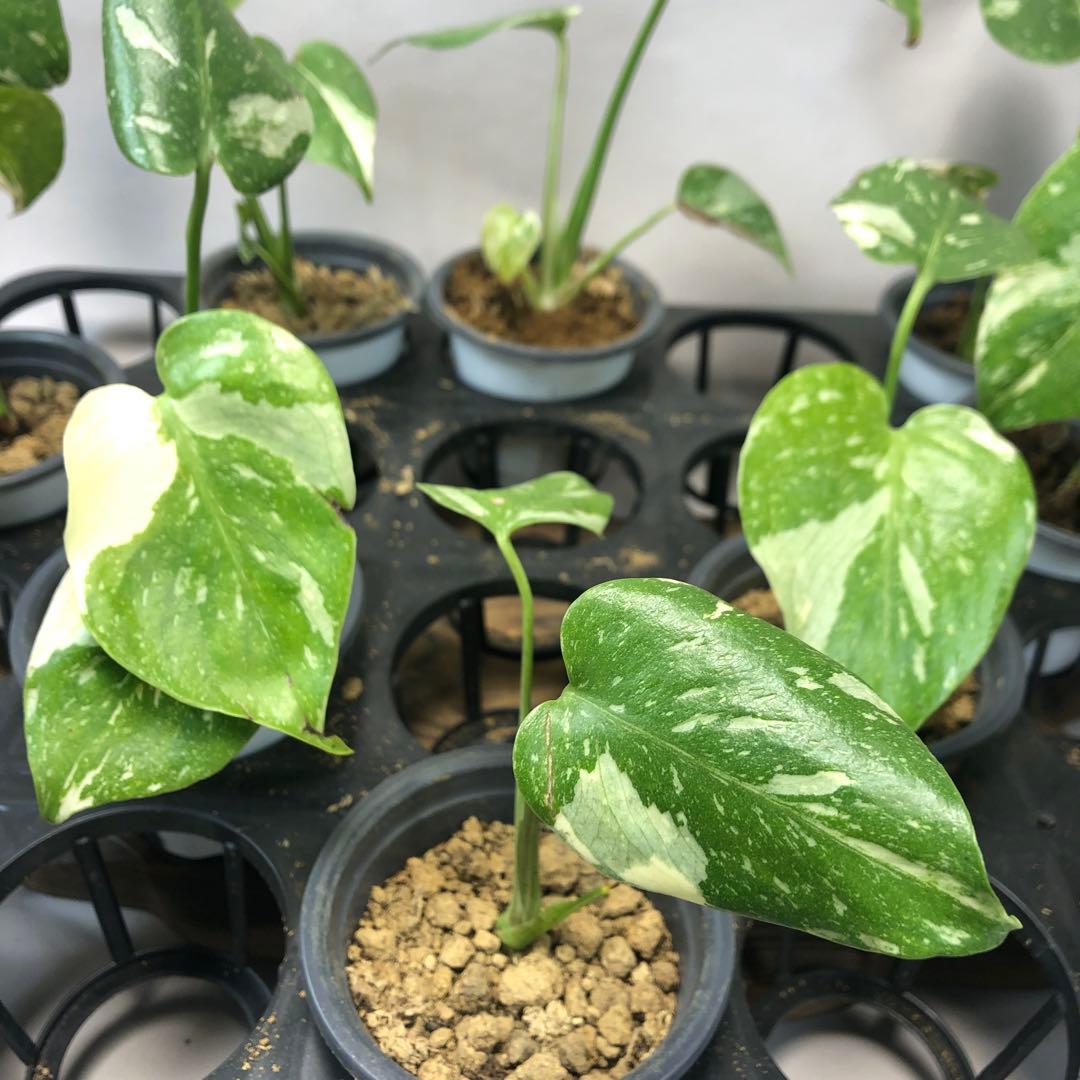 p*s様 10株セットms59【特別選抜】モンステラ・タイコンステレーション 斑