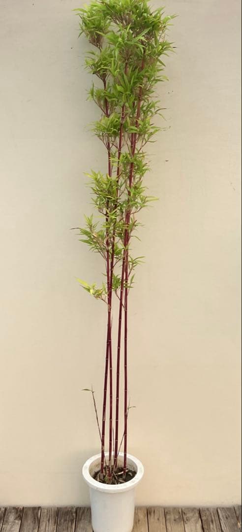 竹　シュチク　朱竹