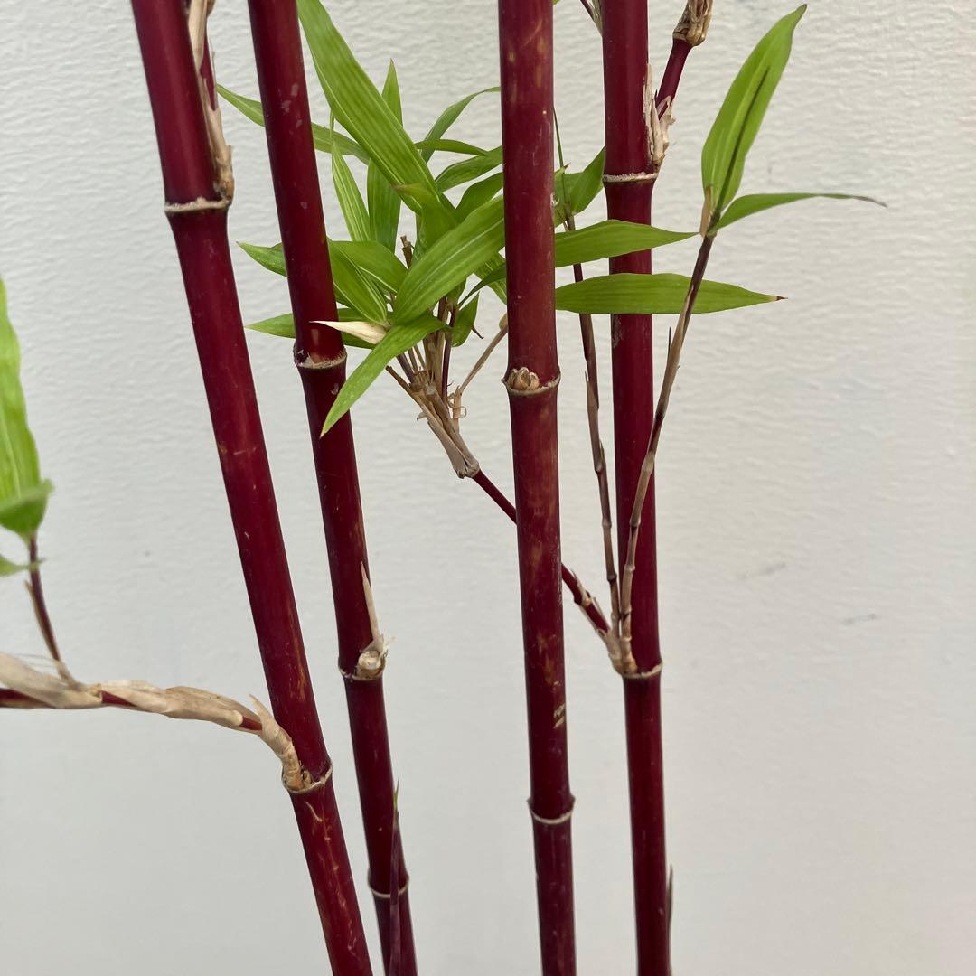 竹　シュチク　朱竹