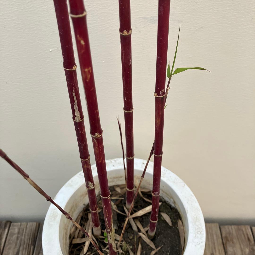 竹　シュチク　朱竹